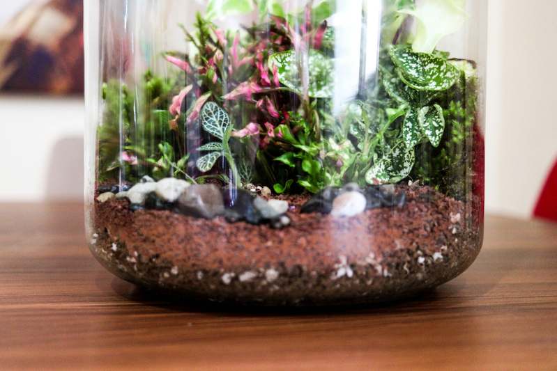 Clear glass garden cloche covering young tomato seedlings in rich soil, soft morning light, rustic wooden garden bench in background